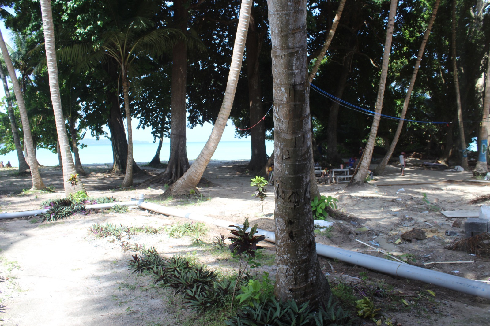 Shaded trees beside the beach