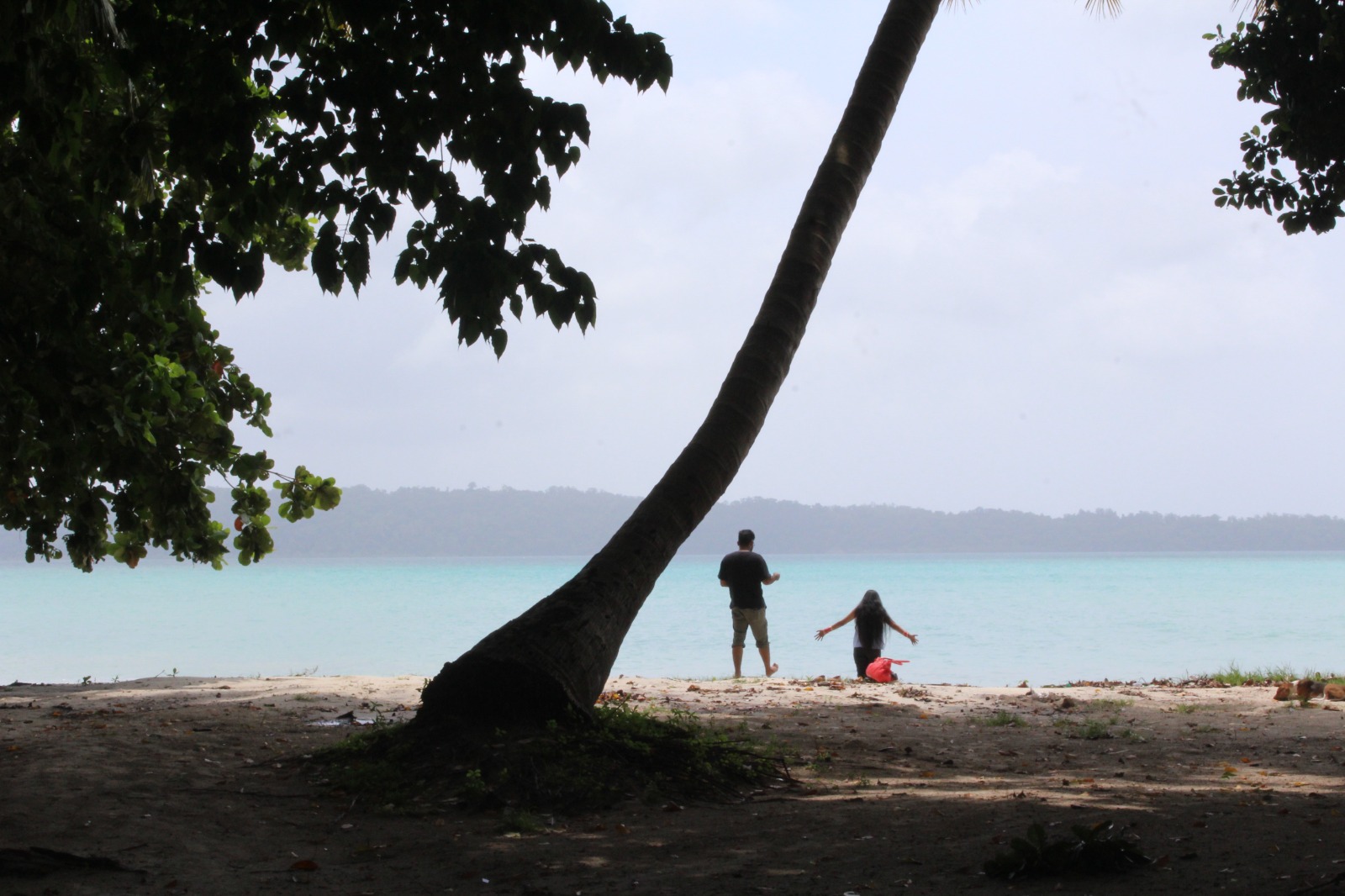 Guests by the turquoise shallows beneath a leaning palm